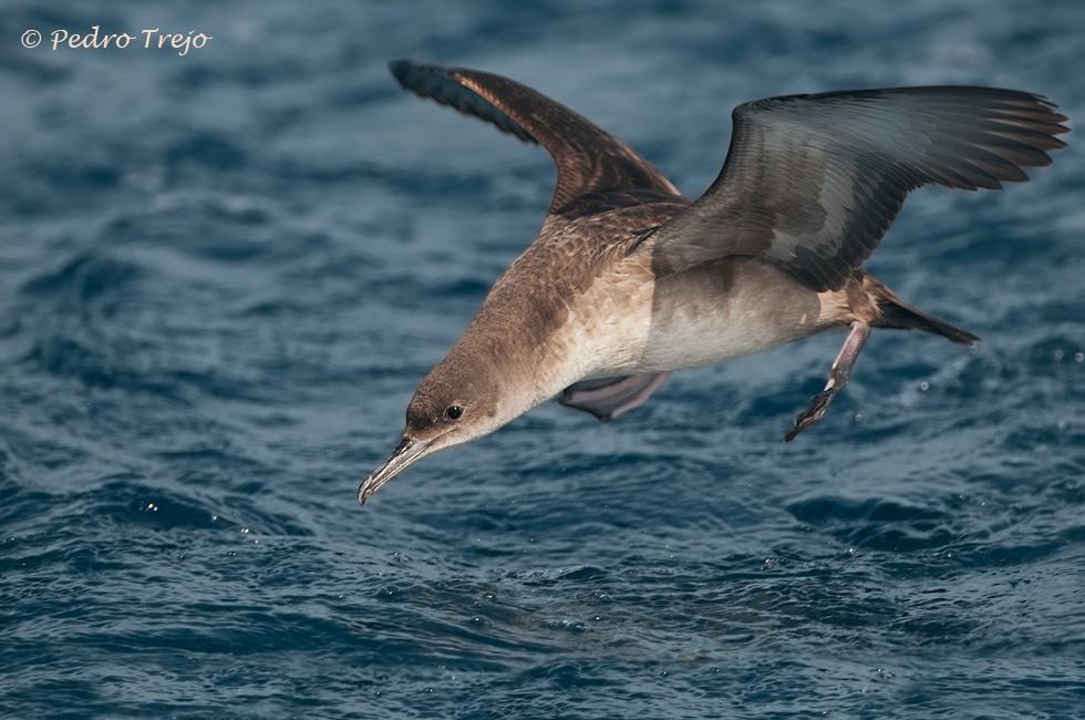 Pardela balear (Puffinus mauretanicus)